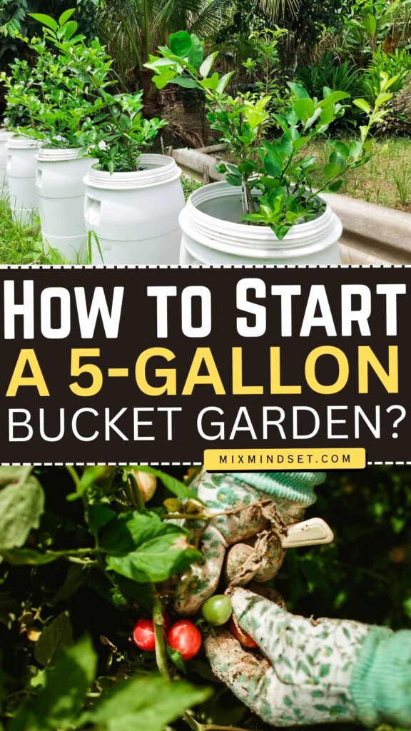 How to Start a 5-Gallon Bucket Garden?