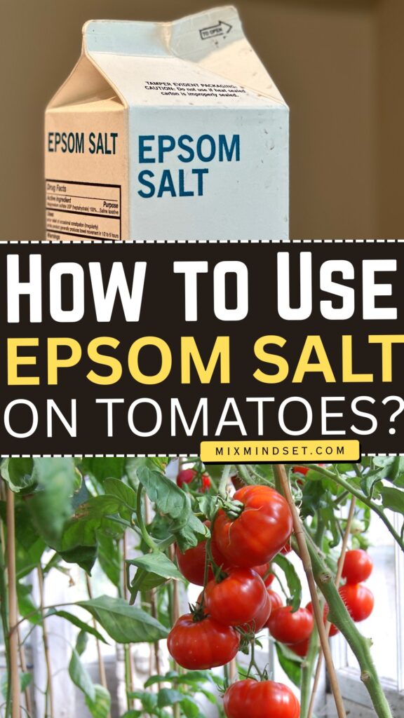 How to Use Epsom Salt on Tomatoes?
