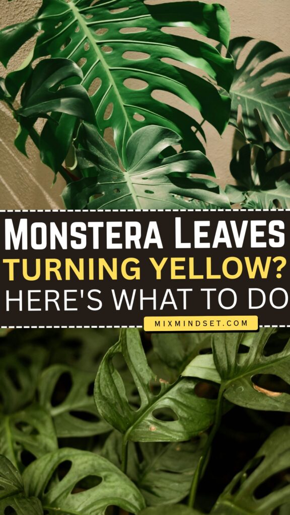 Monstera Leaves Turning Yellow? Here’s What to Do