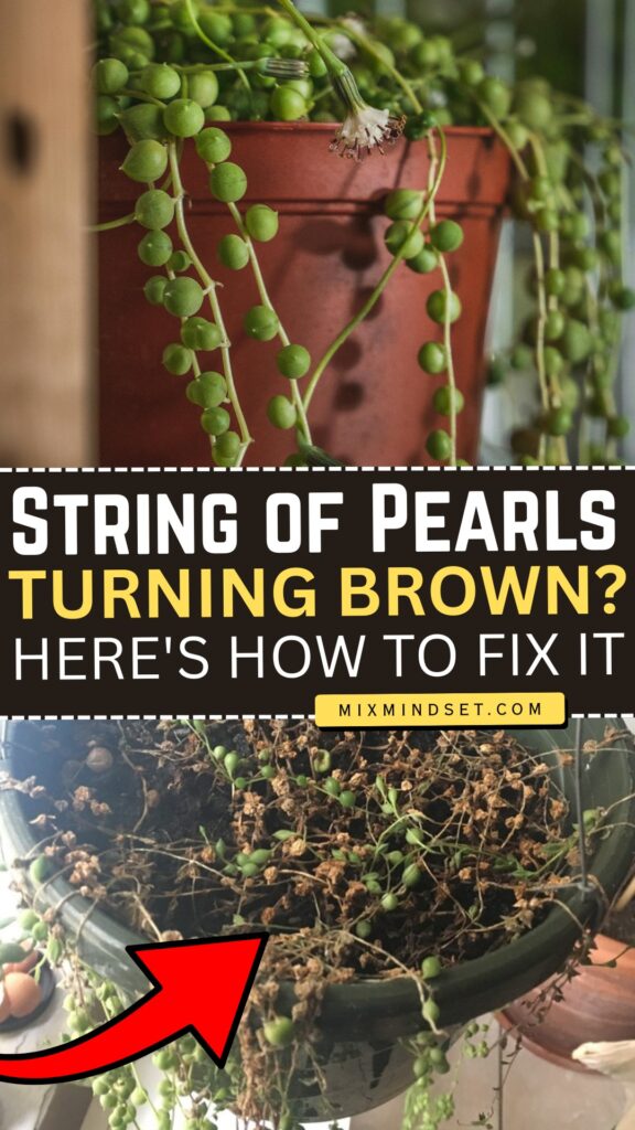 String of Pearls Turning Brown? Here’s How to Fix It