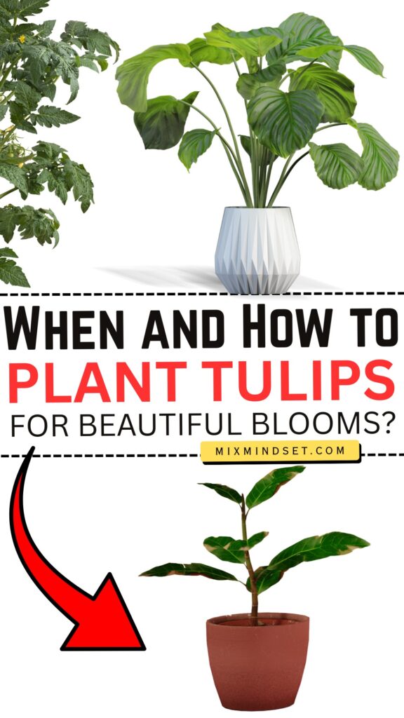 When and How to Plant Tulips for Beautiful Blooms?