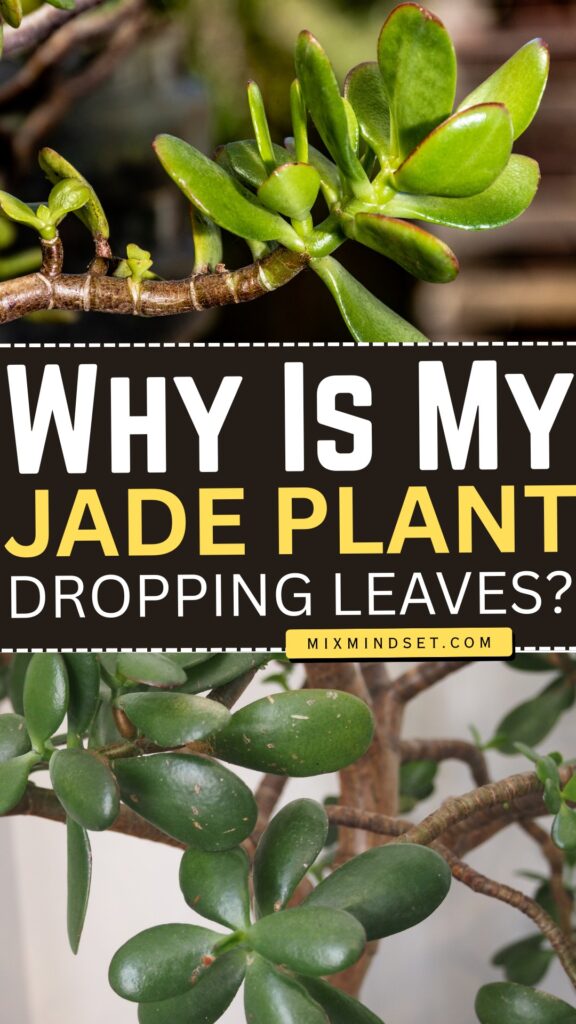 Why Is My Jade Plant Dropping Leaves?