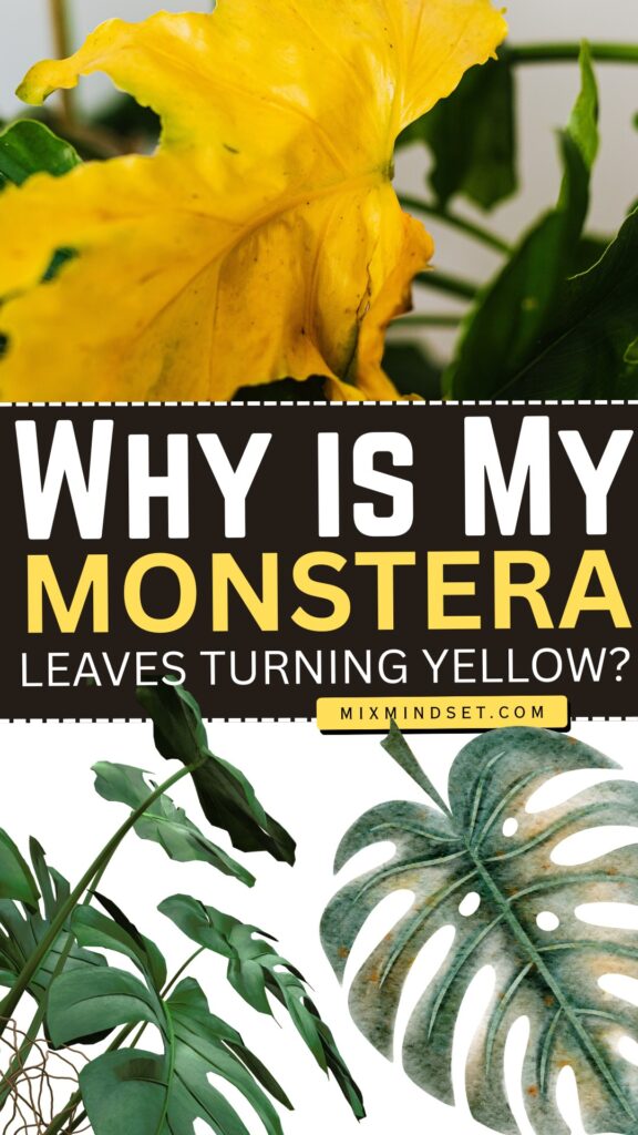 Why are my Monstera leaves turning Yellow?