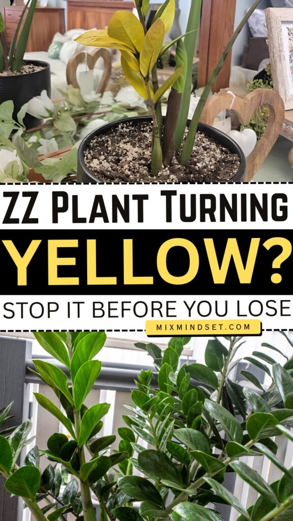 ZZ Plant Turning Yellow? Stop It Before You Lose the Whole Plant