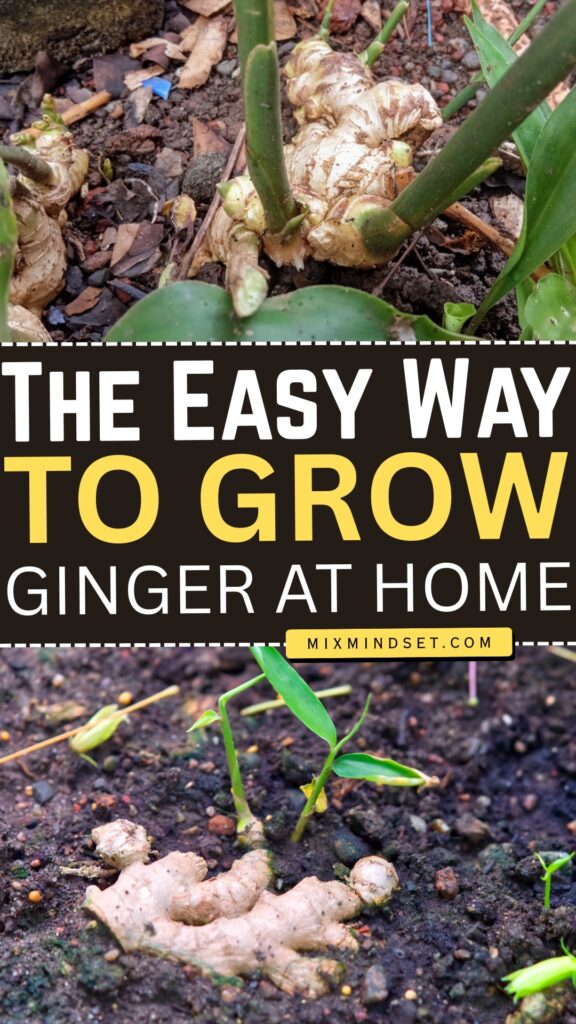 The Easy Way to Grow Ginger at Home