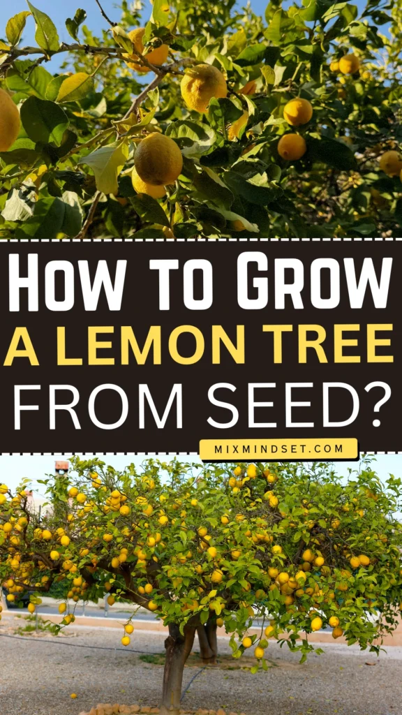 How to Grow a Lemon Tree from Seed?