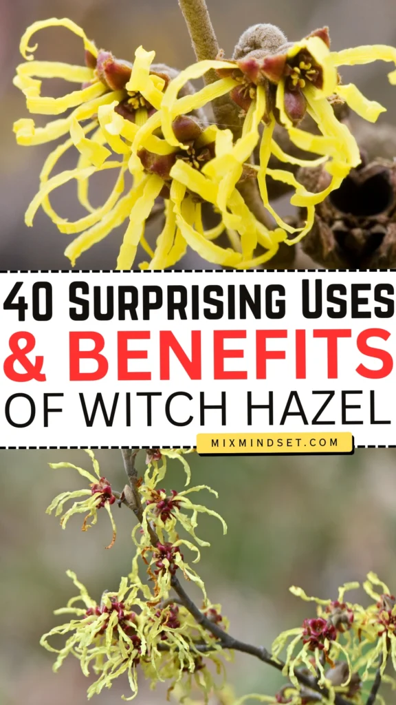 40 Surprising Uses and Benefits of Witch Haze