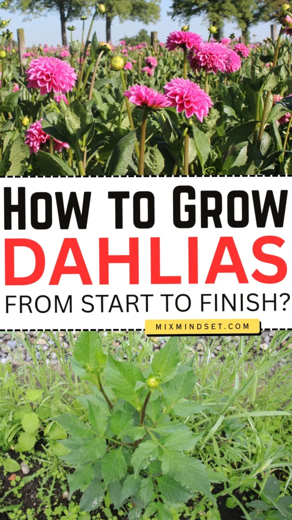 How to Grow Perfect Dahlias from Start to Finish?