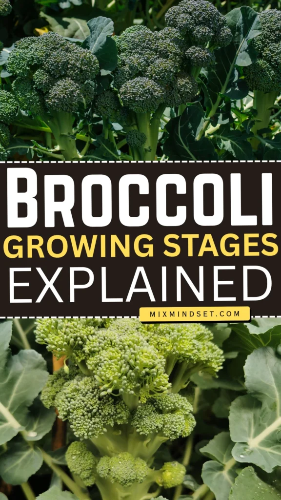 Broccoli Growing Stages: Explained