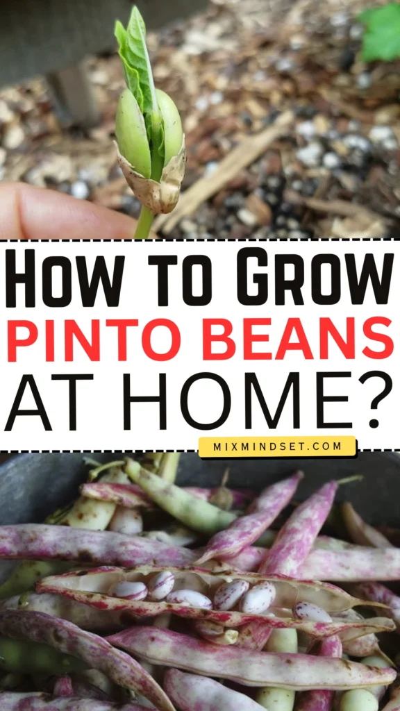 How to Grow Pinto Beans at Home?
