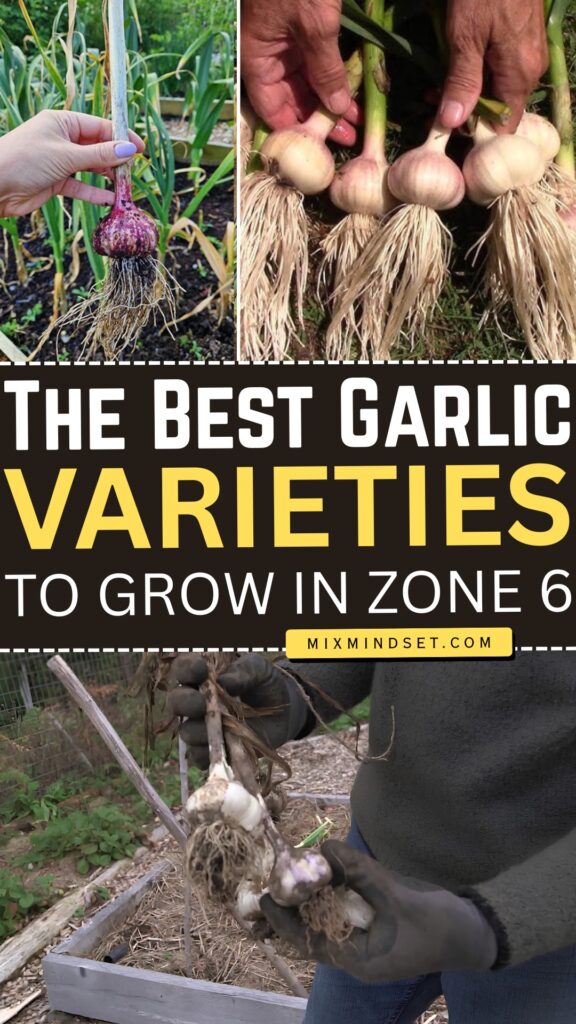 The Best Garlic Varieties to Grow in Zone 6