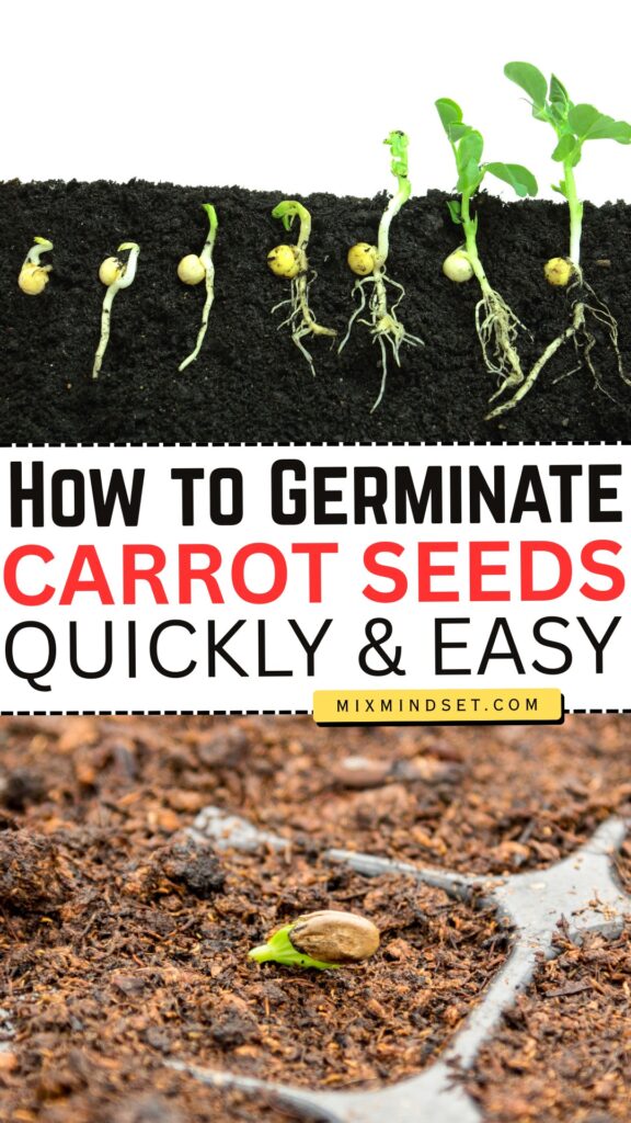 How to Germinate Carrot Seeds Quickly?