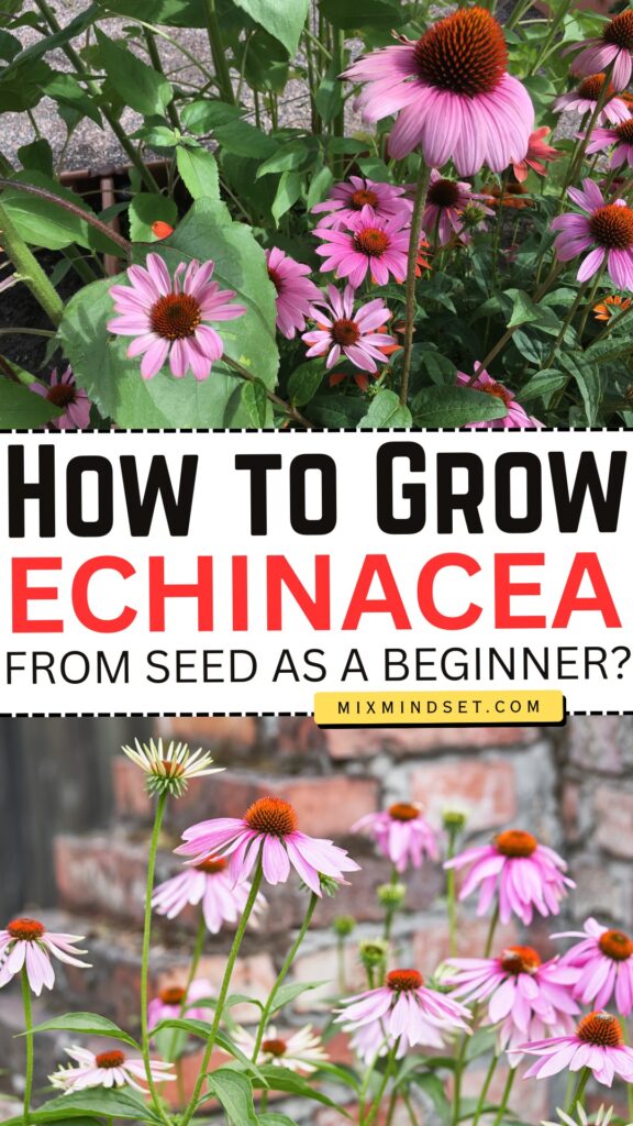How to Grow Echinacea from Seed as a Beginner?