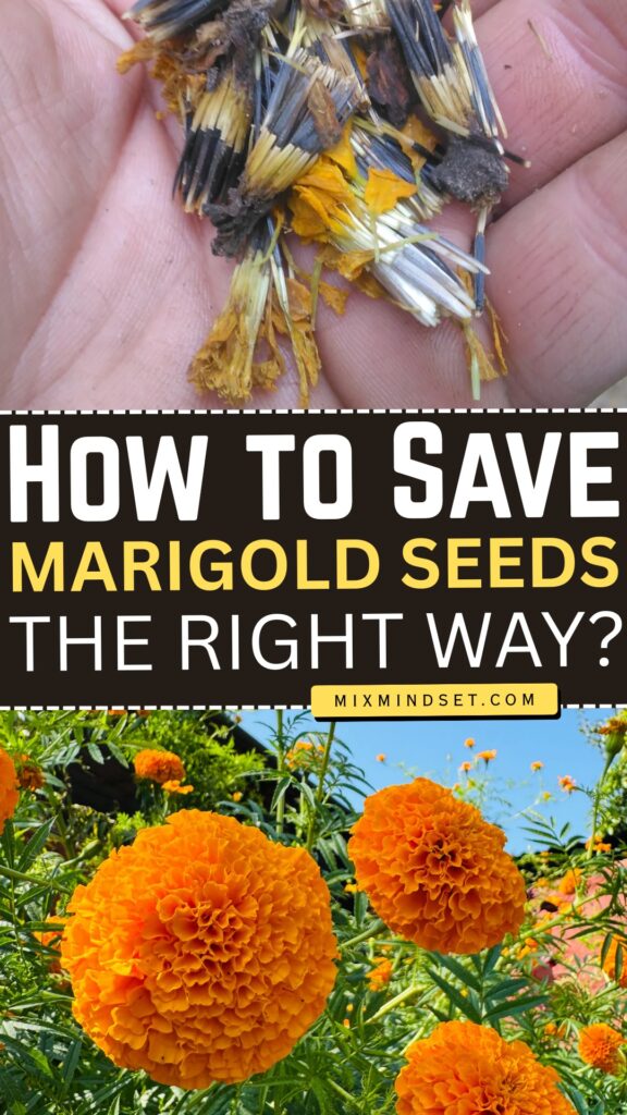 How to Save Marigold Seeds the Right Way?