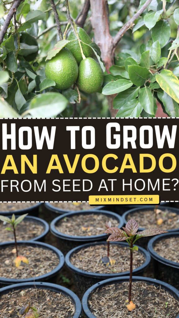 How to Grow an Avocado from Seed at Home?