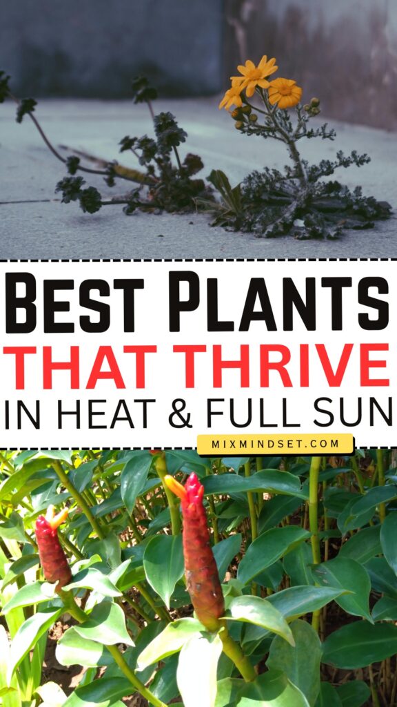 Best Plants That Thrive in Heat and Full Sun