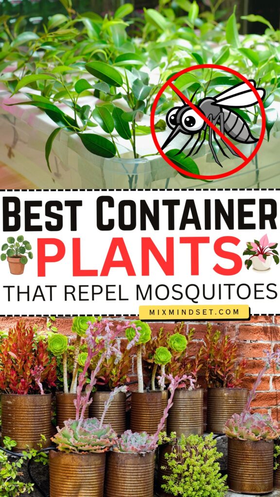 Best Container Plants That Repel Mosquitoes