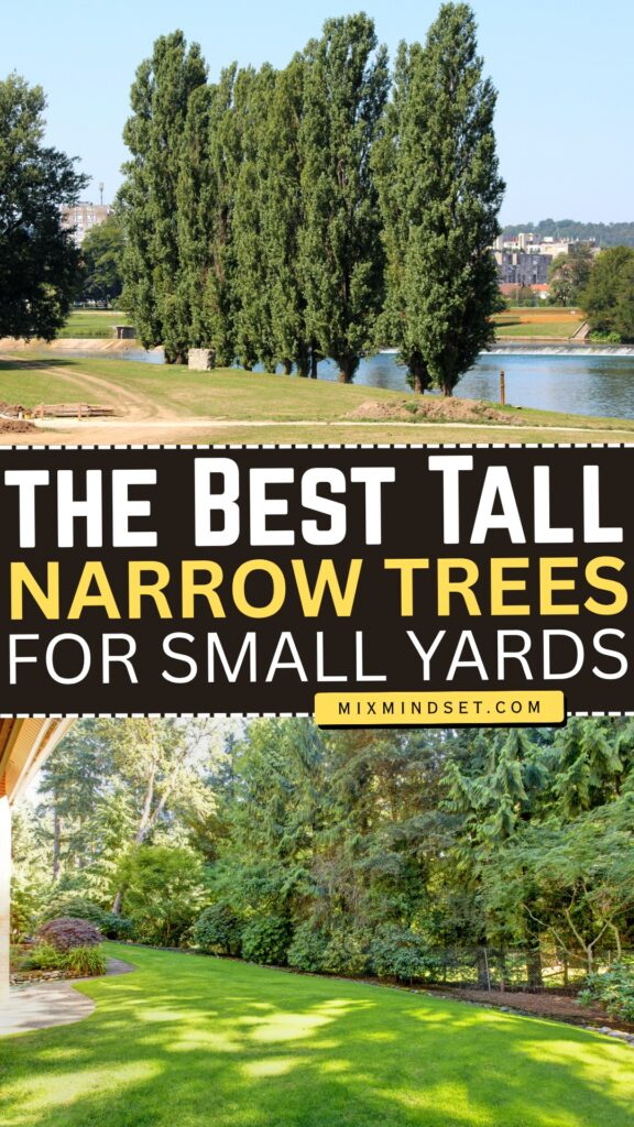 Best Tall Narrow Trees for Small Yards