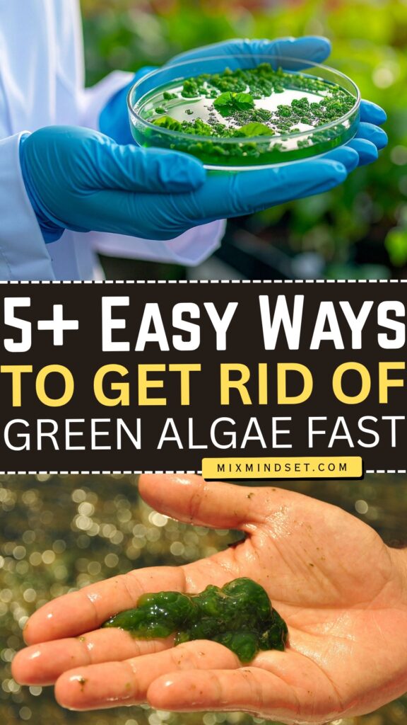 5+ Easy Ways to Get Rid of Green Algae Fast