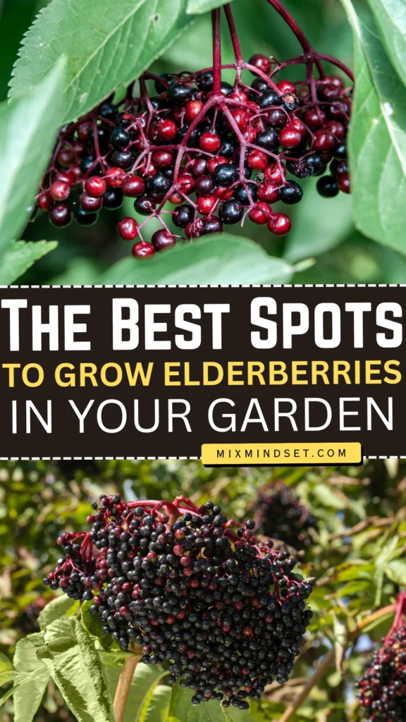 The Best Spots to Grow Elderberries in Your Garden