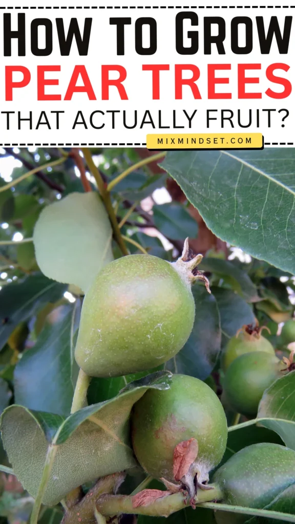 How to Grow Pear Trees That Actually Fruit?