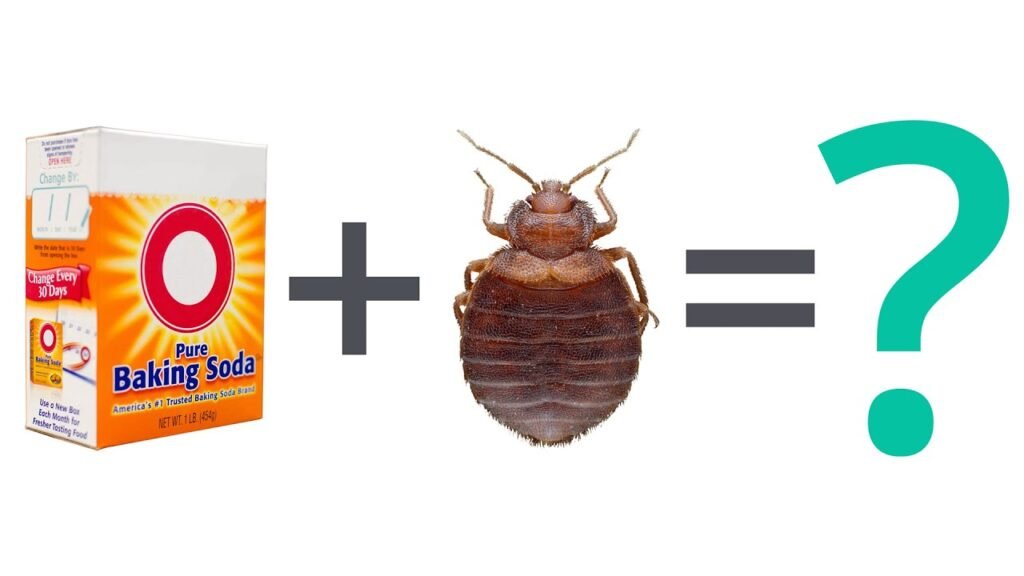 How to Get Rid of Bed Bugs — Will Baking Soda Help?
