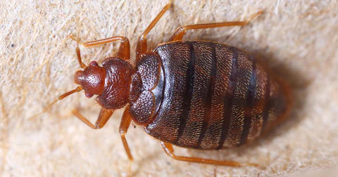 How to Get Rid of Bed Bugs Permanently?